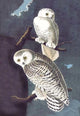 Snowy Owl - Gallery Wrapped Canvas Art 28" x 42"