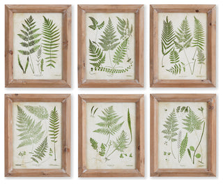 Assorted Frond Study Petite, Set of 6