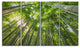 "Peaks of Bamboo in Kyoto Forest" Oversized Forest Wall Art, 4 Panels, 48"x28"