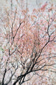 "Scent of Spring" Painting Print on Wrapped Canvas, 12x18