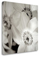 "Florison - 31" By Alan Blaustein, Giclee Print on Gallery Wrap Canvas