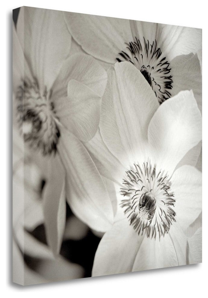 "Florison - 31" By Alan Blaustein, Giclee Print on Gallery Wrap Canvas