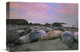 "Northern Elephant Seals, Point Piedra Blancas, California" Artwork, 16" x 12"