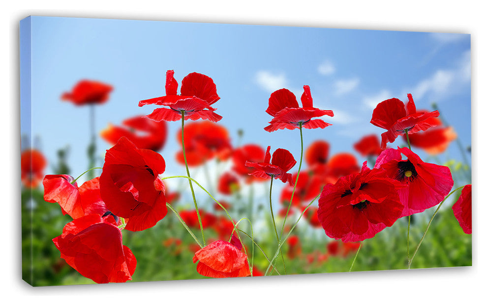 Close Up of Amazing Poppy Flowers, Floral Canvas Art Print, 32"x16"