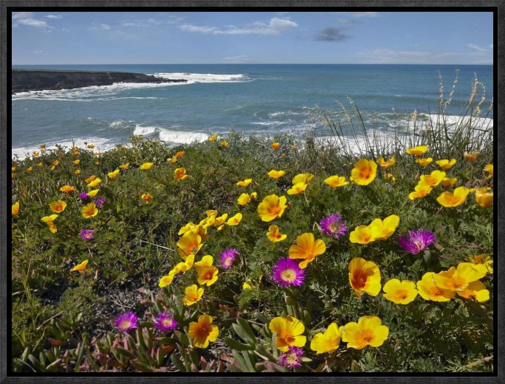 California Poppy and Iceplant, Montano De Oro State Park, California, 16"x12"