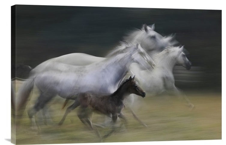 "In Gallop" Stretched Canvas Giclee by Milan Malovrh, 24"x16"