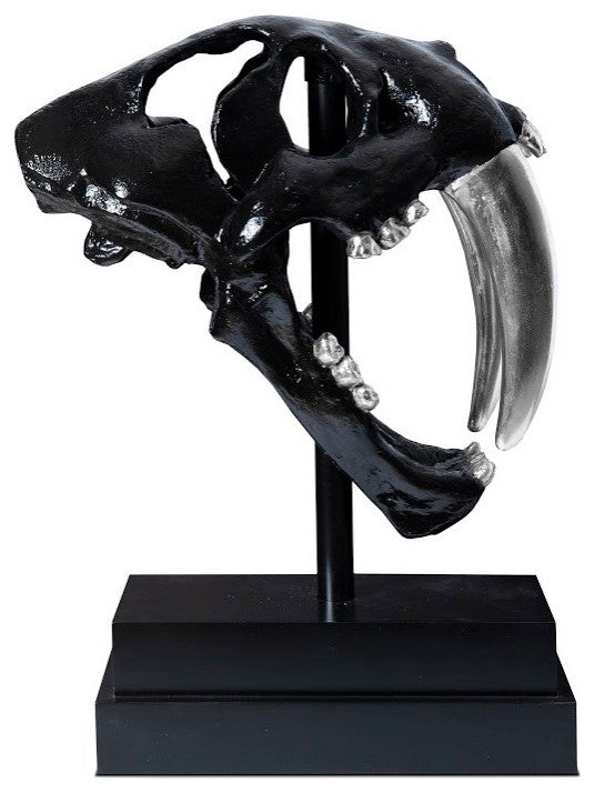 Saber Tooth Tiger Skull, Black