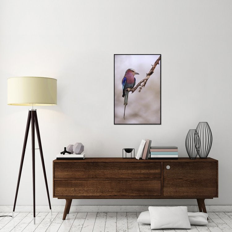 Ghiandaia Marina Pettolilla, 24"x36"