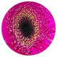 Center Of Gerbera Flower Close-Up, Flowers Disc Metal Artwork, 23"