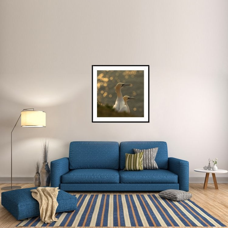 "Gannets In Sunset" Framed Digital Print by Karen Kolbeck, 44x44"