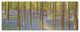Blooming Bluebell Forest Panorama, Landscape Canvas Art Print, 70"x28", 6 Panels