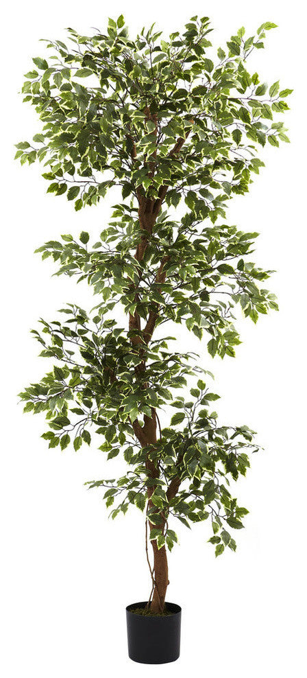 6' Variegated Ficus Tree