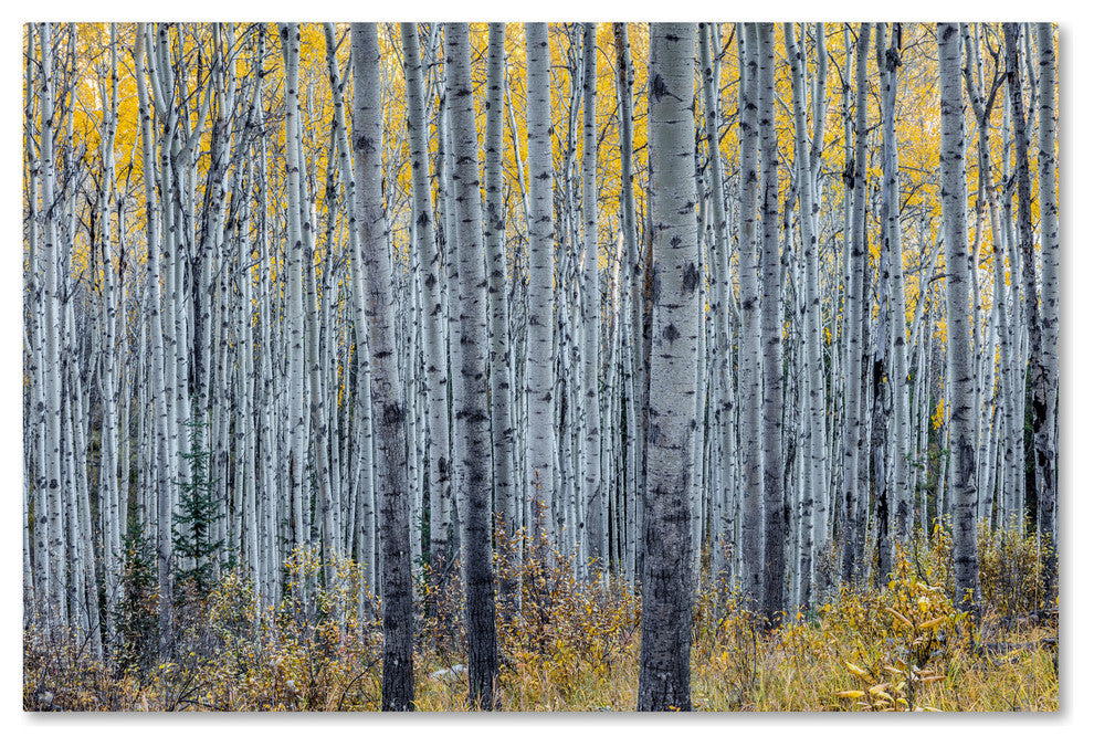 Pierre Leclerc 'Forest Of Aspen Trees' Canvas Art, 24x16