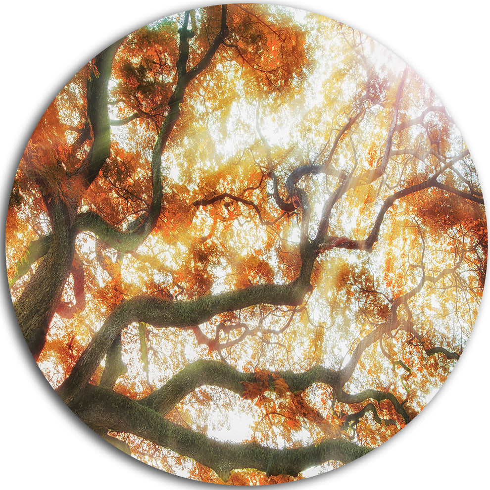 Big Tree, Photography Round Metal Wall Art, 36"