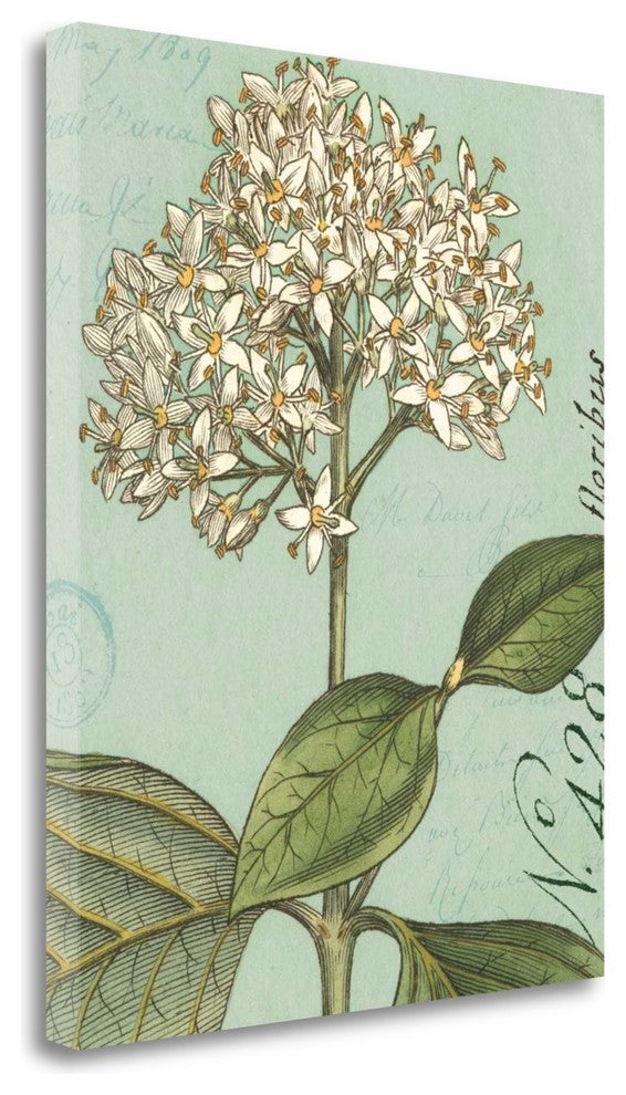 "Botanique Bleu IV" By Wild Apple Portfolio, Giclee Print on Gallery Wrap Canvas