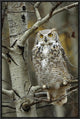 Great Horned Owl Pale Form, Perched In Tree, Alberta, Canada, 16"x24"