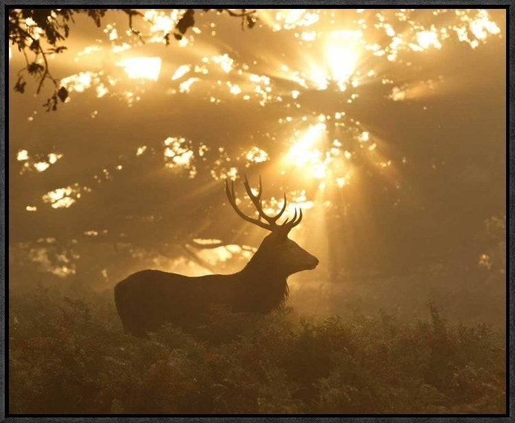 "Ghost Of The Forest" Framed Canvas Giclee by Greg Morgan, 23x19"