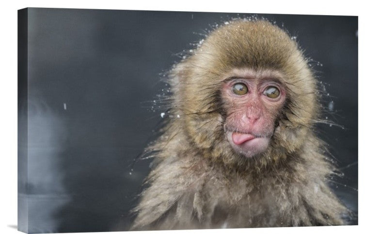 "Snow Money, Tongue Out" Stretched Canvas Giclee by Takeshi Marumoto, 18x12"