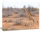 Giraffe Walking through African Forest, Animal Canvas Art Print, 40"x30"