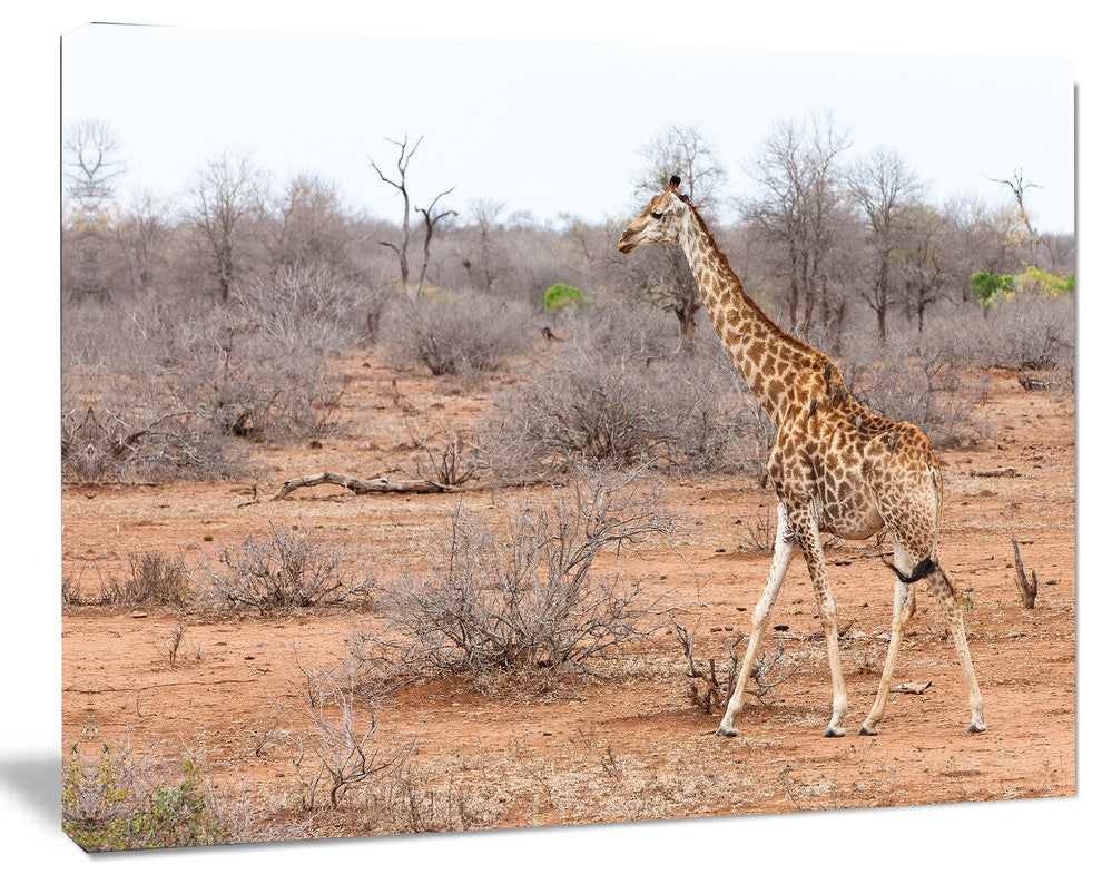 Giraffe Walking through African Forest, Animal Canvas Art Print, 40"x30"
