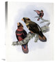 "Banded Lory" Stretched Canvas Giclee by John Gould, 17"x22"