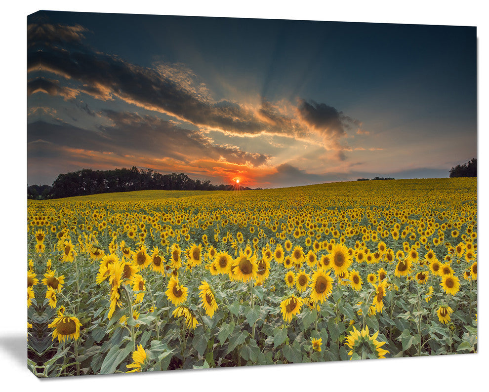 Sunflower Sunset with Cloudy Sky, Large Landscape Canvas Art, 40"x30"