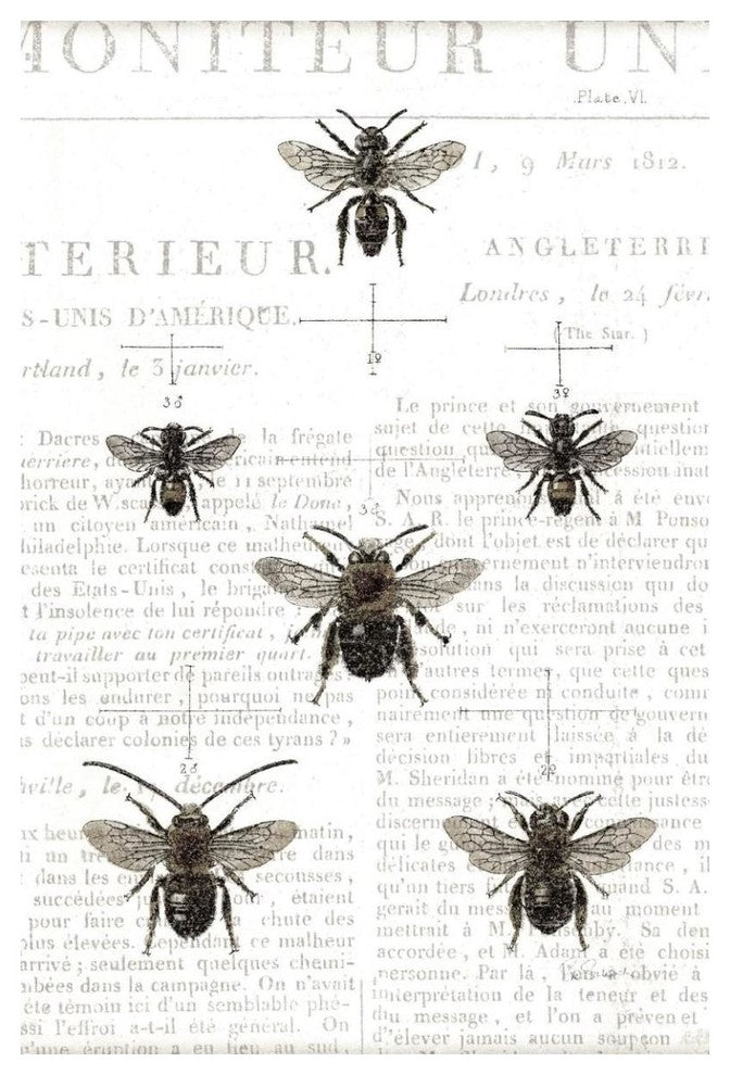 "Bee Botanical Gray" Digital Paper Print by Sue Schlabach, 34"x50"