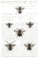 "Bee Botanical Gray" Digital Paper Print by Sue Schlabach, 34"x50"