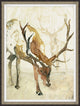 Fawn Observation 2, Giclee Reproduction Artwork