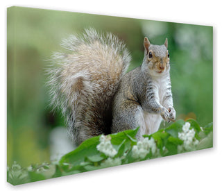 Jacky Parker 'Eastern Grey Squirrel' Canvas Art, 12x19