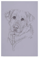 "Labrador Illustration" by Barbara Keith, Canvas Art