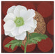 "Morning Anemone" Digital Paper Print by Kathrine Lovell, 20"x20"