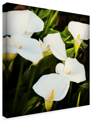 Lance Kuehne 'Calla Lilies' Canvas Art, 14"x14"