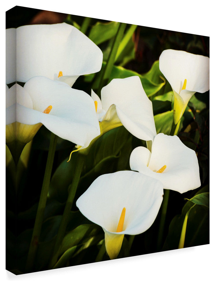 Lance Kuehne 'Calla Lilies' Canvas Art, 14"x14"