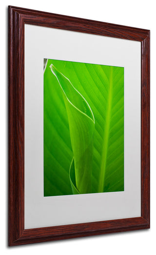 PIPA Fine Art 'Leaves Canna Lily' Matted Framed Art, 20x16