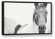 Black and White Lone Horse 24x36 Black Floating Framed Canvas