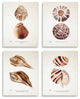 Elegant Beach Seashells Exquisite Marine Life , 4pc, each 13 x 19