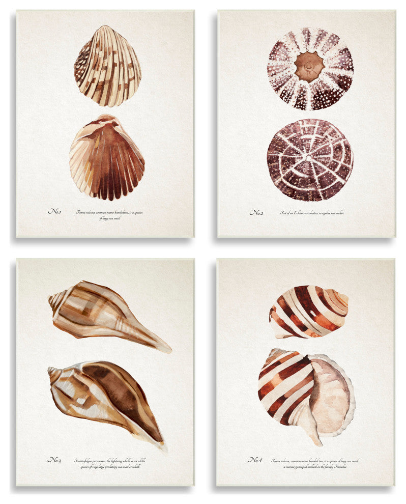Elegant Beach Seashells Exquisite Marine Life , 4pc, each 13 x 19