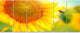 Beautiful Sunflowers Blooming, Large Animal Canvas Art Print, 70"x28", 6 Panels