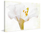 "Casablance White" Painting Print on Canvas by Aryai