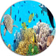 Underwater Panorama With Sea Creatures, Photo Round Wall Art, 23"