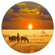 Group Of Zebras Grazing At Sunset, Animal Round Metal Wall Art, 23"