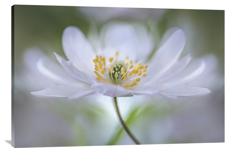 "Nemorosa Nirvana" Stretched Canvas Giclee by Mandy Disher, 36x24"