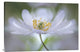 "Nemorosa Nirvana" Stretched Canvas Giclee by Mandy Disher, 36x24"