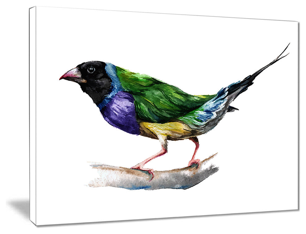 "Gould Finch" Canvas Print, 20"x12"