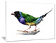 "Gould Finch" Canvas Print, 20"x12"