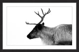 "Antler Profile" Framed Painting Print, 45x30