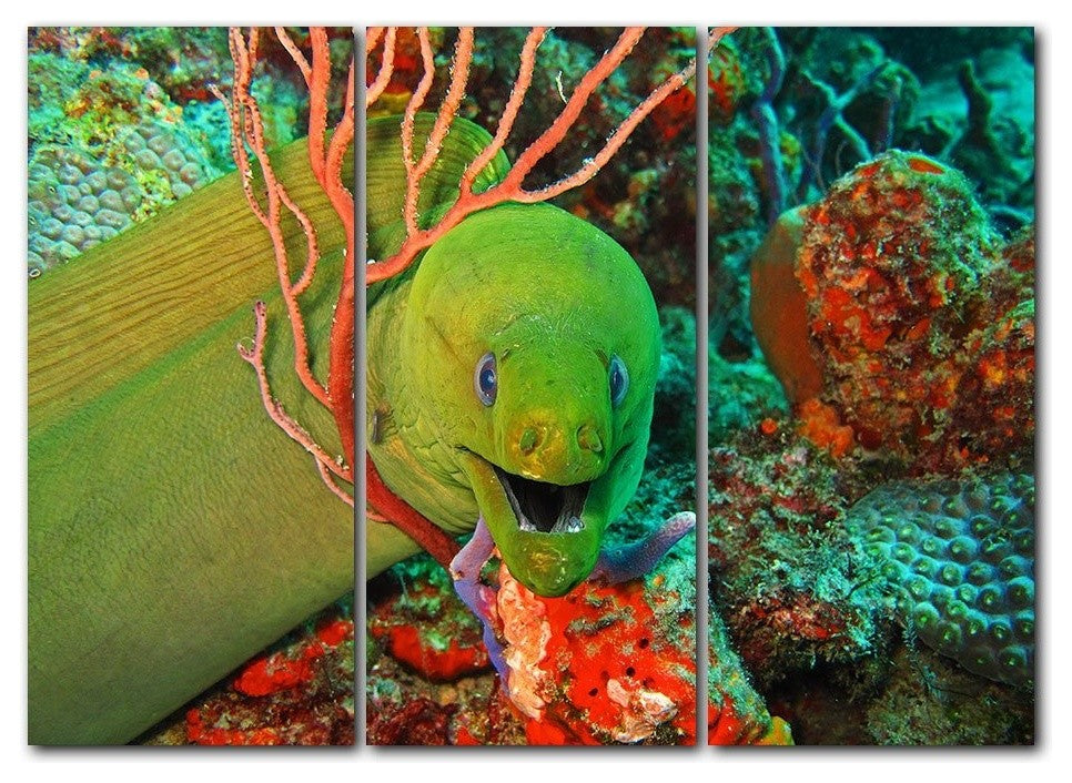 Ready2hangart Christopher Doherty Photography 'Eel' 3-PC Canvas Art Set