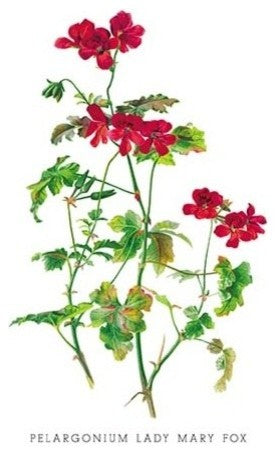 Pelargonium Lady Mary Fox- Canvas Poster 20" x 30"
