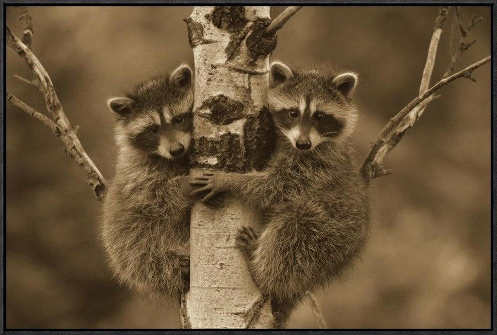 Raccoon Two Babies Climbing Tree, North America, Sepia, 32"x24"